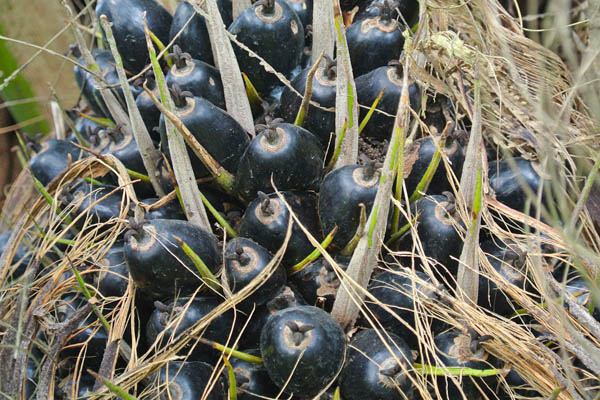 buah sawit2