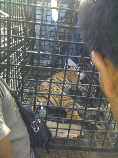 Harimau Sumatra Jerat-Dian Risdianto2
