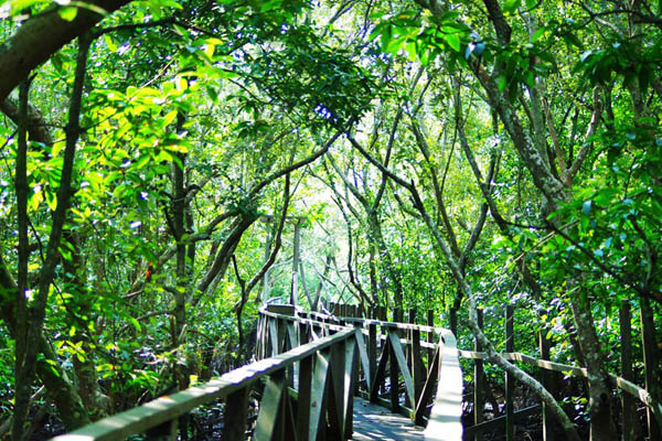 Hutan mangrove di belakang SMA 8 Balikpapan. Indah, teduh, hijau dan nyaman. Foto: Aji Wihardandi