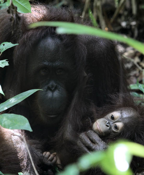 Orangutan-Ucek-Wikan-Kaltim