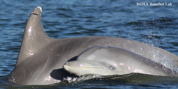 Bottlenose dolphin, jenis lumba-lumba yang banyak digunakan untuk pertunjukan di Indonesia. Foto: NOAA