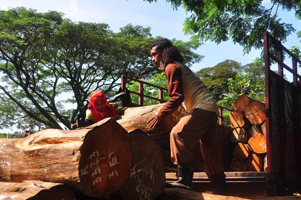 Penurunan kayu hasil tebangan di pabrik. Foto: Aji Wihardandi