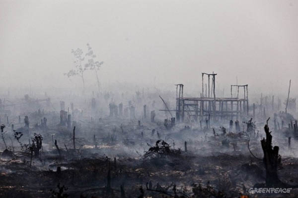 Kebakaran lahan gambut di Kabupaten Pulang Pisau, Kalimantan Tengah, Indonesia. Foto: Greenpeace