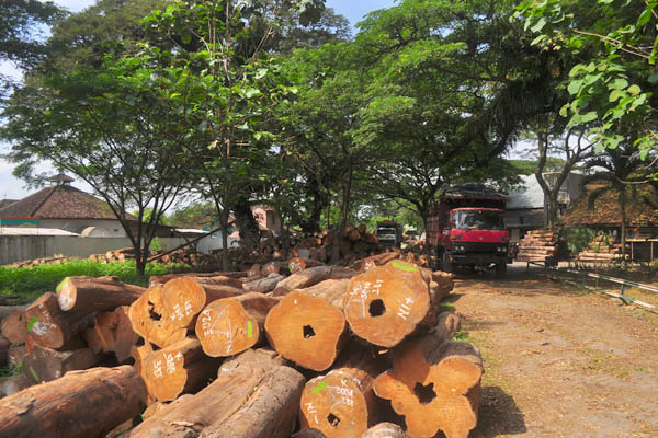 Salah satu lokasi pengumpulan kayu milik PT Perhutani di Jawa Tengah. Foto: Aji Wihardandi