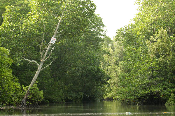 Hutan mangrove, adalah benteng terbaik mencegah abrasi laut yang parah. Kehilangan hutan mangrove, maka daratan akan tergerus dan jutaan ton kandungan karbon akan lepas ke udara. Foto: Aji Wihardandi