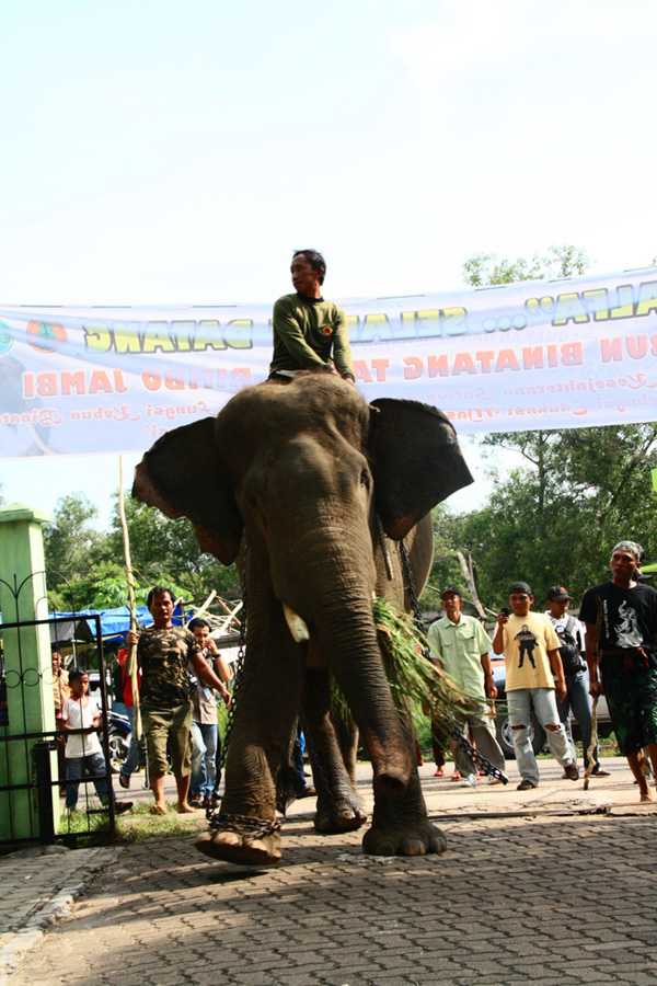 Gajah Sumatera sampai di kebun binatang