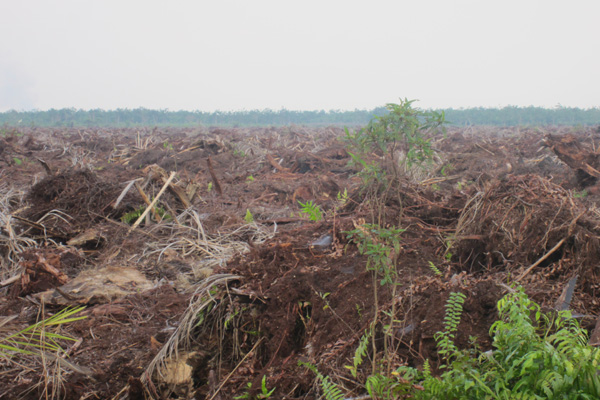 Lahan gambut yang baru diolah untuk menanam sawit baru di konsesi PT BPK. Foto: Sapariah Saturi