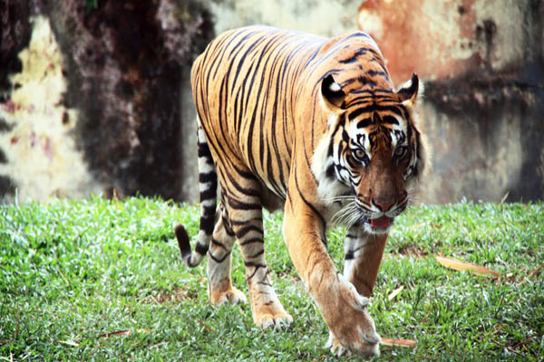 Harimau Sumatera di Taman Rimbo, Jambi. Foto: Lili Rambe