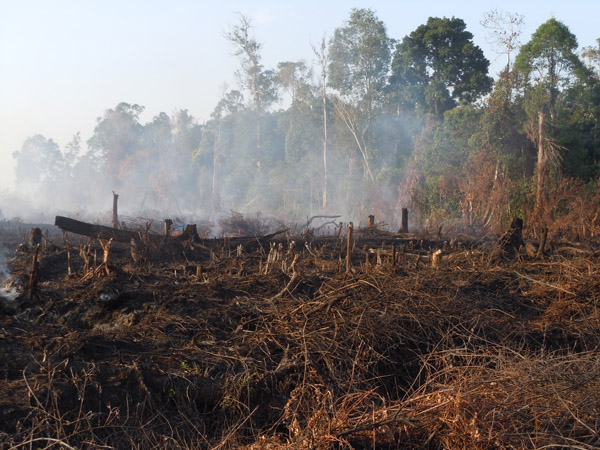 Tak tersisa tegakan pohon yang bisa menyerap karbon, apalagi spesies endemik lokal yang berlarian akibat hancurnya habitat mereka. Foto: Zamzami