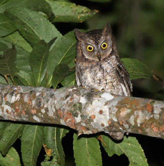 Celepuk rinjani (Otus jolandae). Foto: Philippe Verbelen