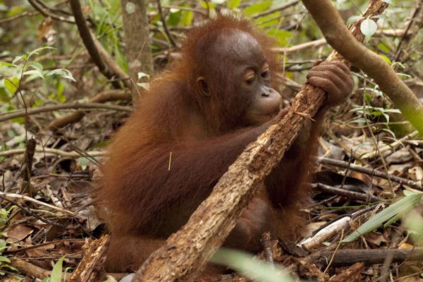 Sebelum dilepasliarkan ke alam, orangutan yang sudah menjadi korban dan tercampak dari habitat asli mempunyai rumah singgah baru di Desa Sungai Awan Kiri, Ketapang. Foto: YIARI