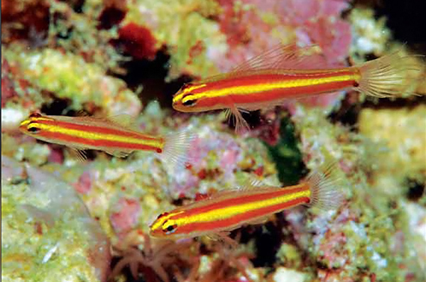 Eviota pamae, spesies ikan laut baru yang ditemukan di kepulauan Kei, Maluku, Indonesia oleh dua penyelam Amerika Serikat dalam kunjungan mereka ke wiayah tersebut. Foto: William 