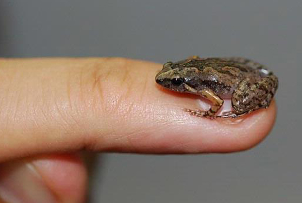 Hanya seujung jari manusia, ukuran umum katak bernama Mycrohila orientalis ini. Foto: Amir Hamidy