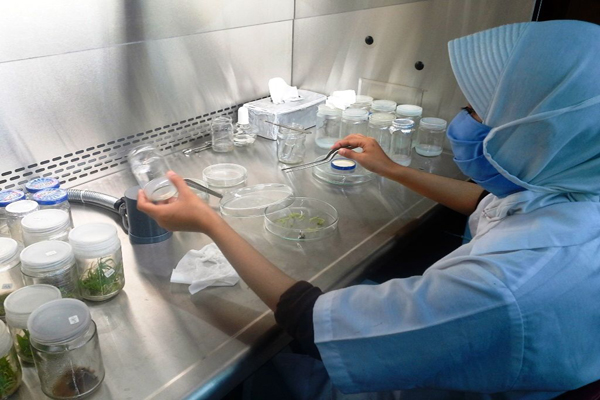 Pembuatan eksplan sebagai bagian awal perbanyakan tanaman, di dalam sebuah alat yang bernama laminar air flow cabinet. Ia berfungsi menyaring udara agar bebas datri mikroba, jamur dan berbagai bahan renik lain agar eksplan tidak terkontamnisasi. Foto: Wahyu Chandra