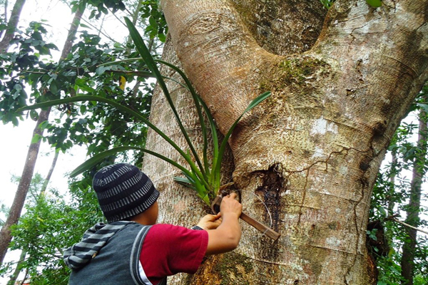 anggrek konservasi2-Foto 6