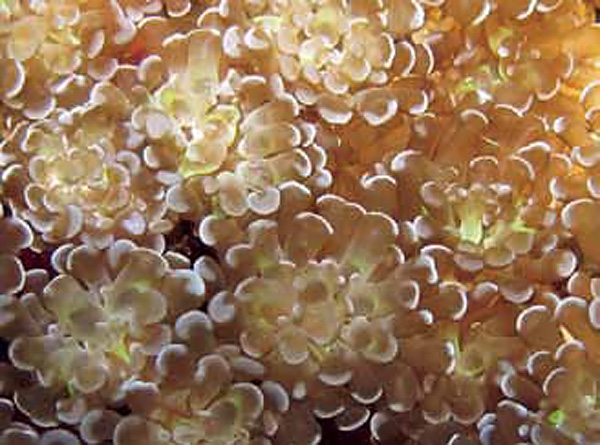 Euphylia Baliensis sp. terumbu karang jenis baru di perairan Bali. Foto: Conservation International