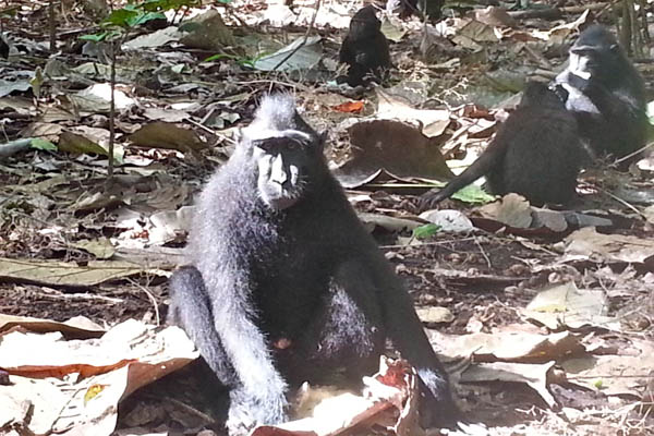 Monyet hitam Sulawesi (Macaca nigra), hanya ada di Sulawesi Utara. Satwa ini terancam perburuan untuk dikonsumsi maupun dipelihara. Cagar Alam Tangkoko, tempat hidup terbesar satwa ini. Foto: Sapariah Saturi