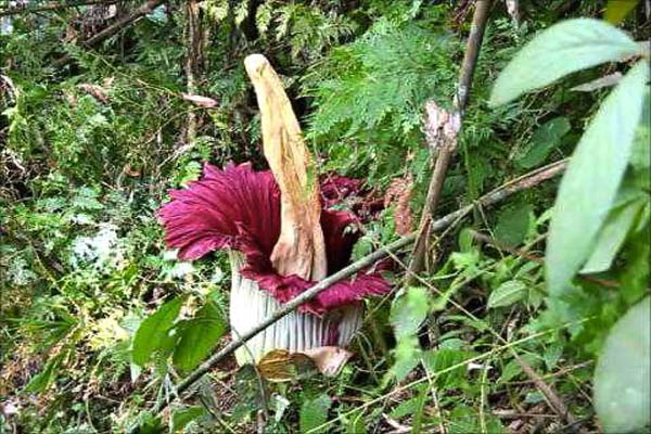 Bunga bangka ini sudah biasa tumbuh di Desa Ranggitgit, Kabupaten Deli Serdang, Sumut, ini. Para peneliti, mahasiswa dan warga dari berbagai daerah datang untuk meneliti maupun melihat keindahan bunga berbau busuk ini. Foto: Ayat S Karokaro