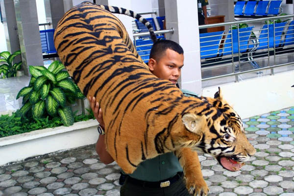 http://www.mongabay.co.id/wp-content/uploads/2013/10/harimau3-Yusriadi_TNI-dan-Satwa-Liar_24-okt-2013-4.jpg