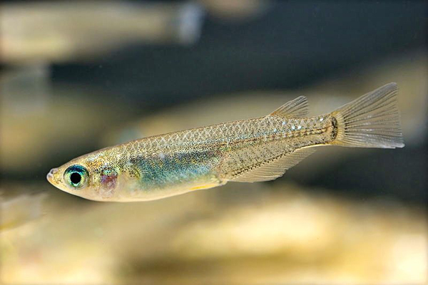 Oryzias latipe atau di Jepang dikenal sebagai ikan medaka menjadi salah satu spesies ikan endemik Sulawesi, yang oleh warga lokal di Kabupaten Luwu Timur, Sulsel, disebut ikan opudi. Foto: Wikipedia 