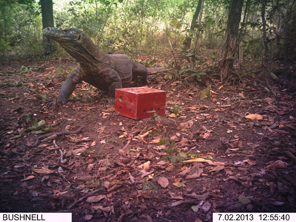 Kamera jebak berhasil menangkap keberadaan komodo di dua lokasi di luar TN Komodo. Foto: Burung Indonesia