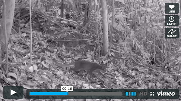 Ini adalah dokumentasi terbaik tentang kucing liar ini yang merupakan endemik di Pulau Kalimantan. Foto: Screenshot video Oliver Wearn/ZSL