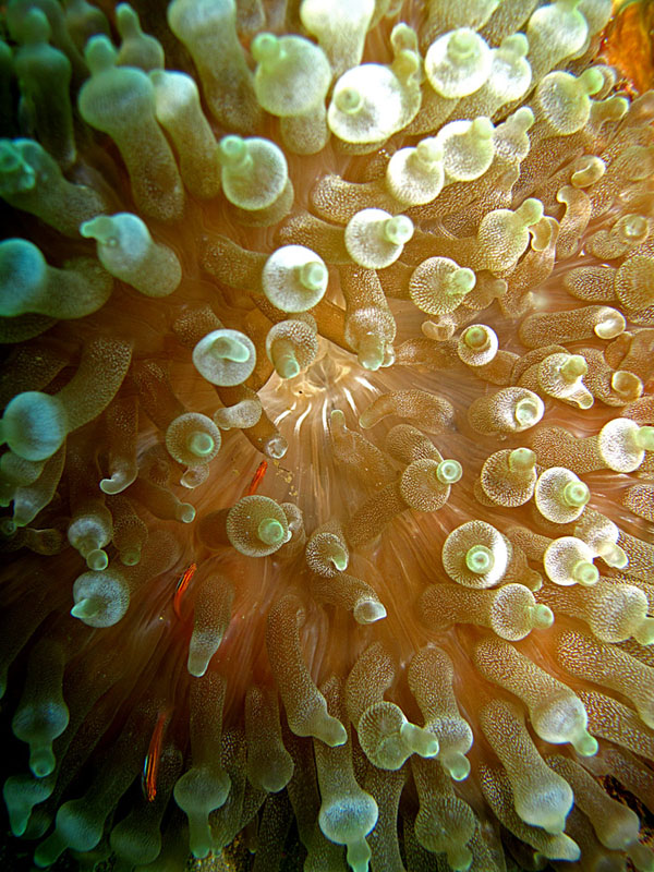 Bubble anemon. Foto: Wisuda