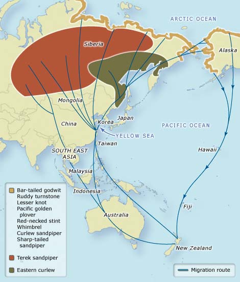 Jalur lintas (flyway) Migrasi Burung Asia Pasifik. Sumber: www.teara.govt.nz