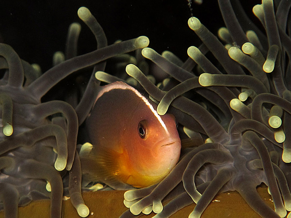 Pink anemon. Foto: Wisuda