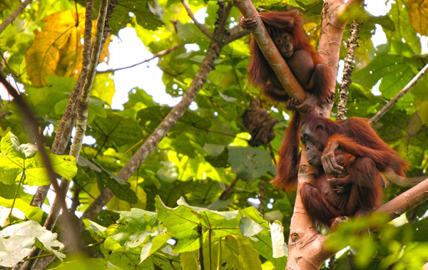 Taman Nasional Kutai, habitat orangutan yang rentan perambahan. Foto: Pur
