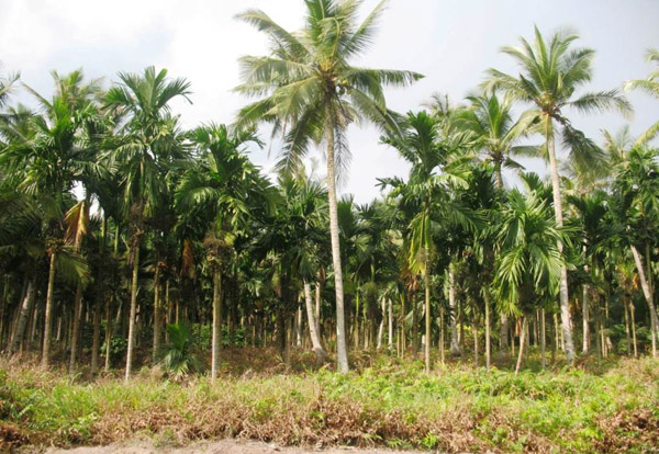 Perkebunan kelapa dan pinang masyarakat. Foto: KKI Warsi