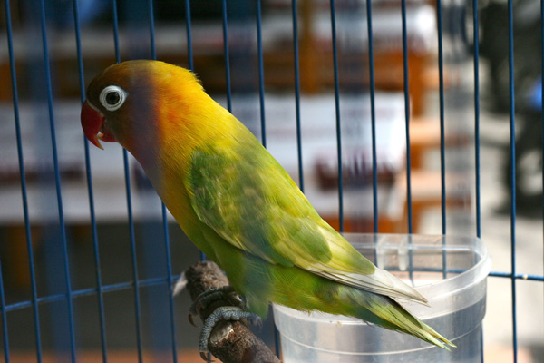 Lovebird, burung dengan kicau merdu dan warna yang indah dipercaya sebagai simbol cinta. Foto: Ayat S Karokaro