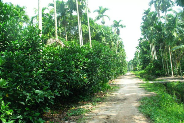 Lokasi agroforestry di Tanjung Jabung Timur, Jambi. Foto: KKI Warsi