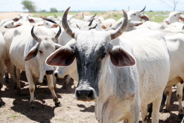 Produksi protein dari sapi membutuhkan sumber daya lima kali lipta lebih besar dibandingkan unggas. Foto: Rhett Butler