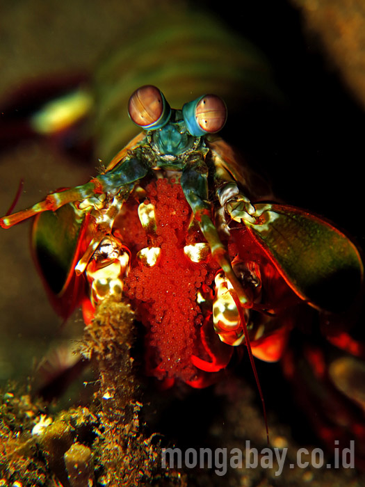 Udang mantis membawa telur-telurnya. Foto: Wisuda