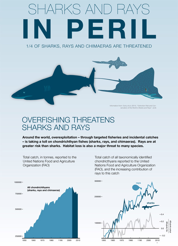 0122-sharks-and-rays