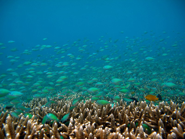 Terumbu karang di Indonesia, salah satu kekayaan alam yang terancam. Sebagian sudah rusak. Foto: Wildlife Conservation Society