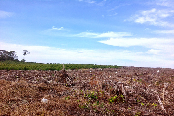 'Mantan' hutan yang siap disulap jadi perkebunan. Ia menjadi salah satu pemicu kebakaran di Sumut. Foto: Ayat S Karokaro