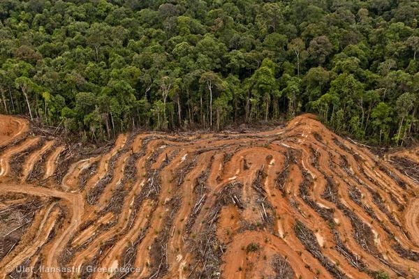 Hutan Kalimantan akibat ekspansi kelapa sawit. Foto: Greenpeace