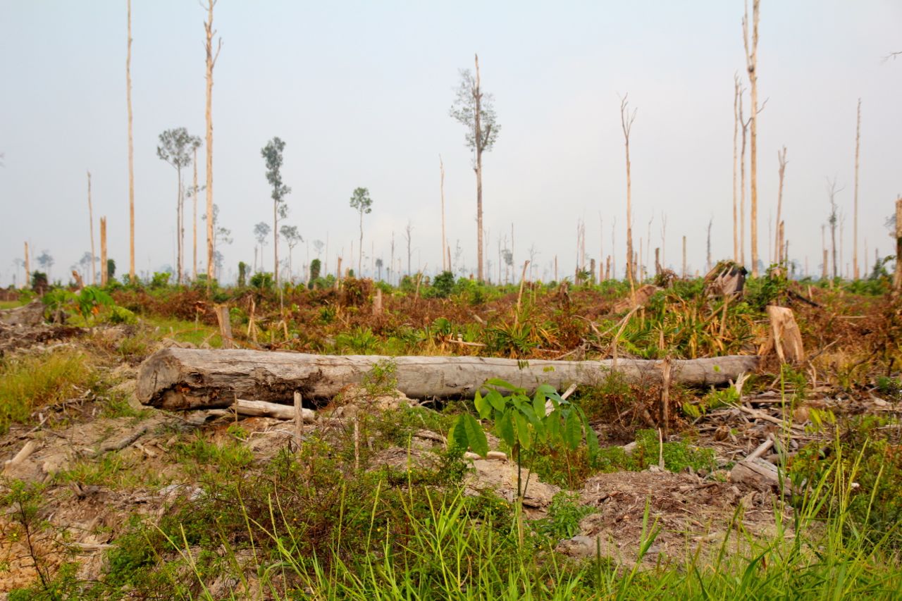 Lahan yang telah dibuka oleh PT SGP bagi kelompok Hasan Basri.  Karet (tampak depan) menggantikan tegakan kayu hutan alam.  Foto: Ridzki R. Sigit