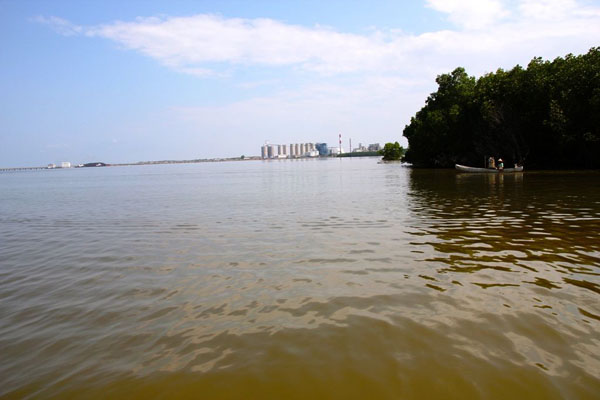 Reklamasi demi kepentingan industri juga berkontribusi hilangnya hutan mangrove. Ironis, lahan-lahan pesisir mulai dikapling dan disertifikatkan. Foto: Wahyu Chandra