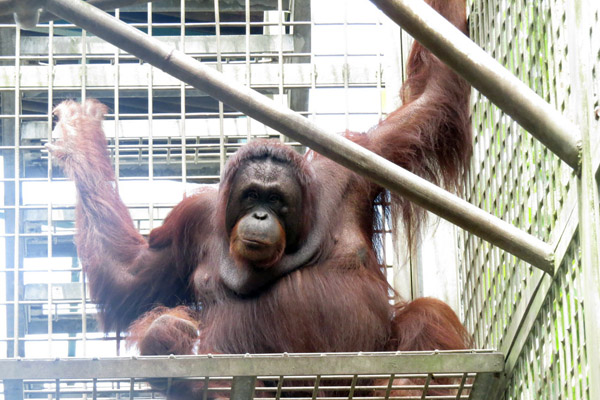 Orangutan betina bernama Nila. Foto: Hendar