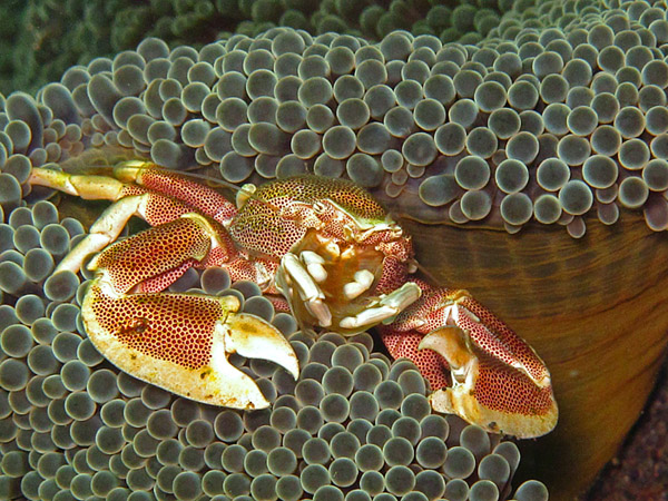 Kepiting porselen di perairan Bali. Foto: Hendar