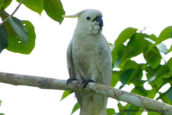 Burung kakatua jambul kuning (Cacatua galerita eleonora), salah satu jenis satwa di Kepulauan Aru. Foto: FWI