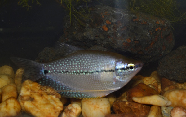 Ikan sepat mutiara, salah satu spesies yang ditemukan di Hutan Harapan Jambi. Foto: Sukmono