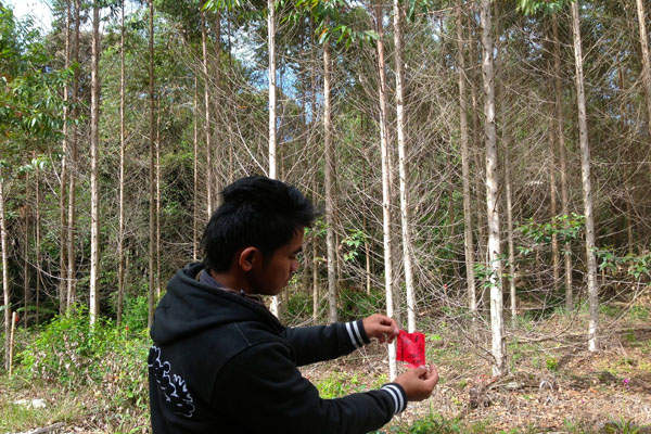 Anggota AMAN Tanobatak menunjukkan tanda kayu eukaliptus yang ditanam di konsesi TPL. Foto: Ayat S Karokaro