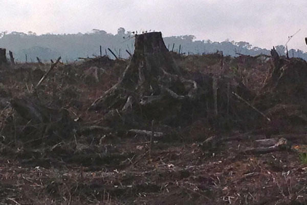 Pagi hari di tengah hutan konsesi PT TPL. Foto: Ayat S Karokaro