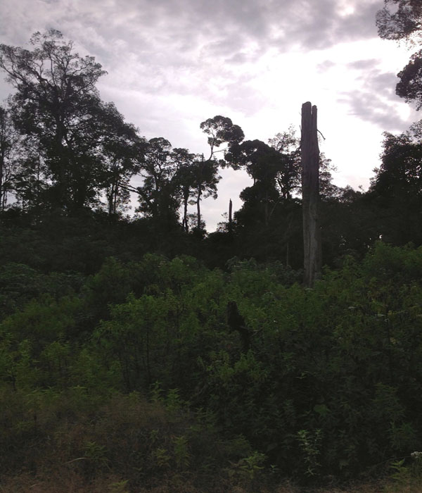 Pohon kemenyan mati karena kayu hutan ditebangi dan digantikan dengan kayu eukaliptus oleh PT TPL. Foto: Ayat S Karokaro