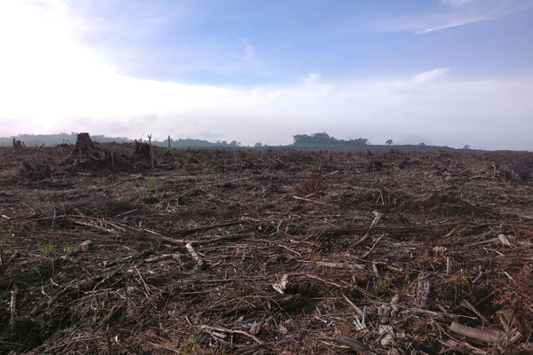 Inilah kawasan Register 41, dulu tempat hidup kemenyan dan pohon-pohon lain. Kini bersih....Foto: Ayat S Karokaro