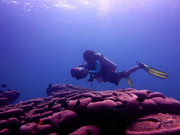 Wisatawan menikmati keindahan bawah laut Indonesia. Foto: Wisuda